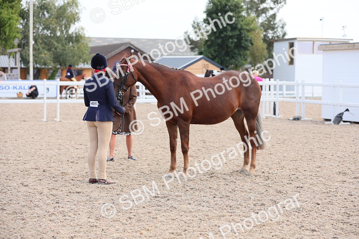SBM_15826 - Class 312 IH Competition Horse/Pony