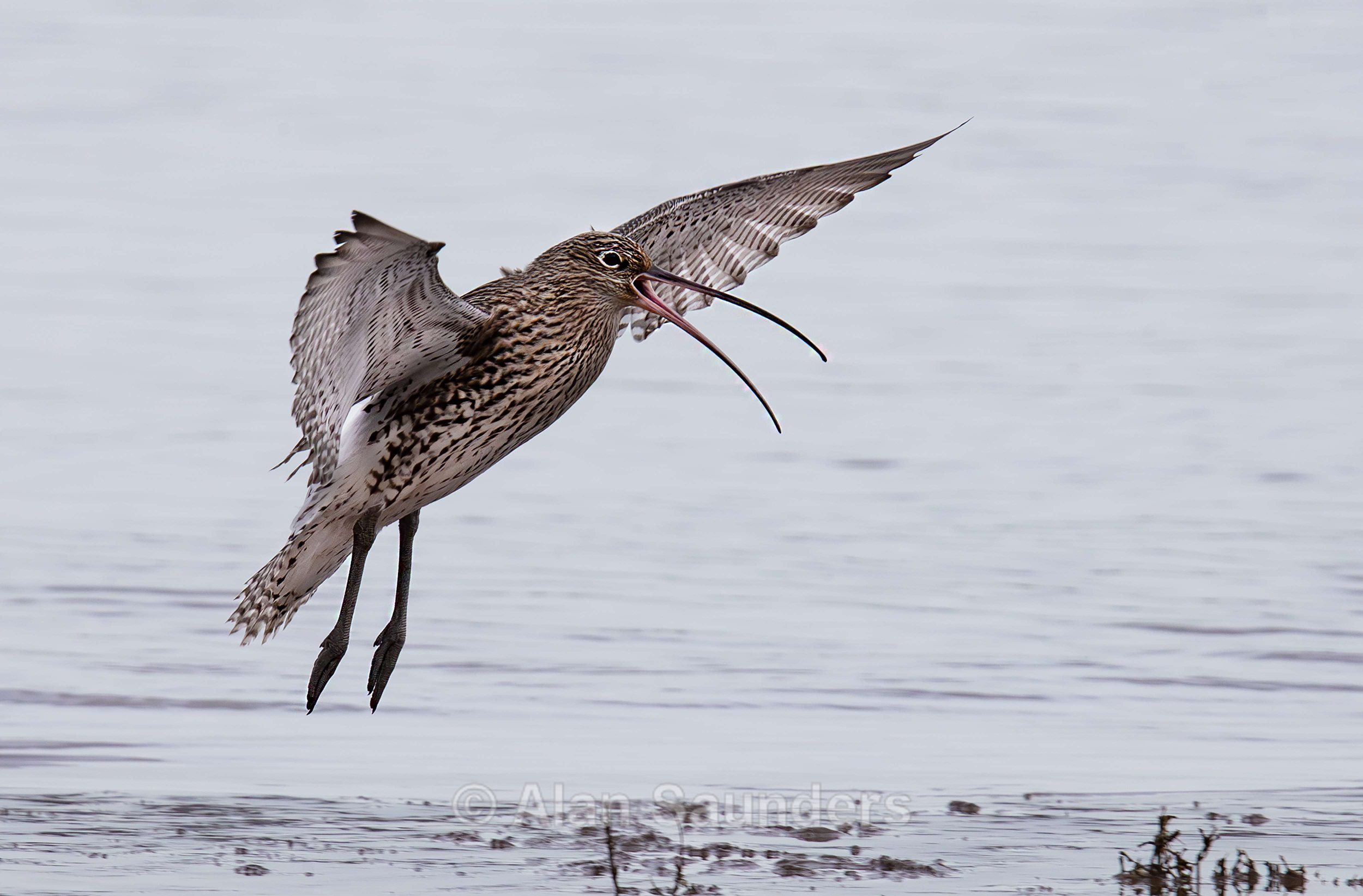 Eurasian Curlew 36