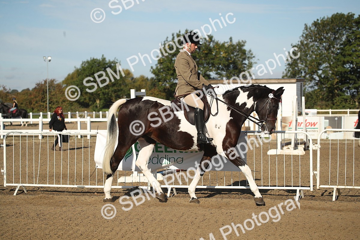 SBM_11260 - Class 501 -Riding Club Pony