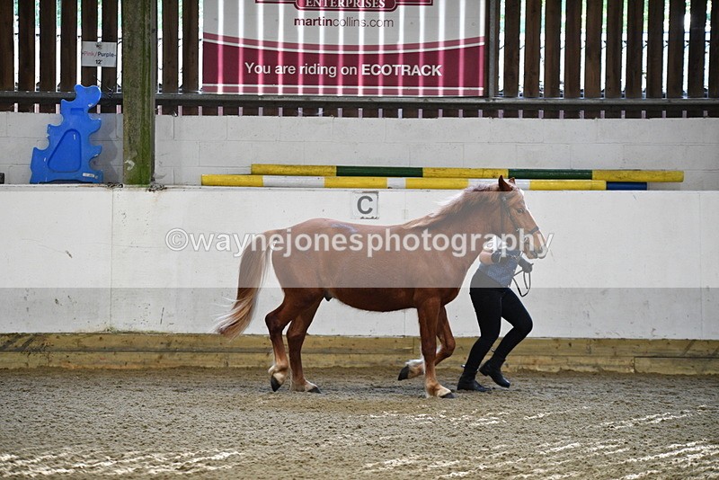 WJ5_3373 - Class 1 Youngstock