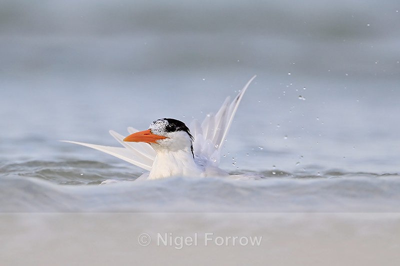 Royal Tern bathing in sea, Fort De Soto Park, Florida - Royal Tern