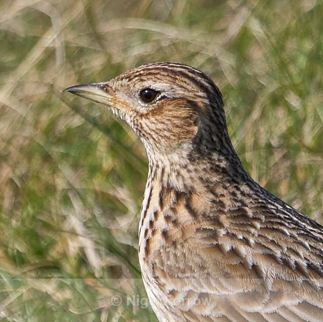 Close-up of a Skylark at Hengistbury Head - Skylark