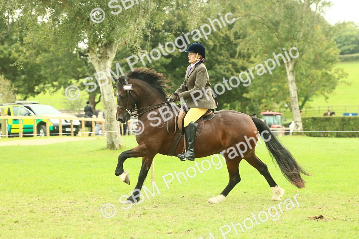 SBM_72003 - S60 - Mountain & Moorland Ridden Large Breeds