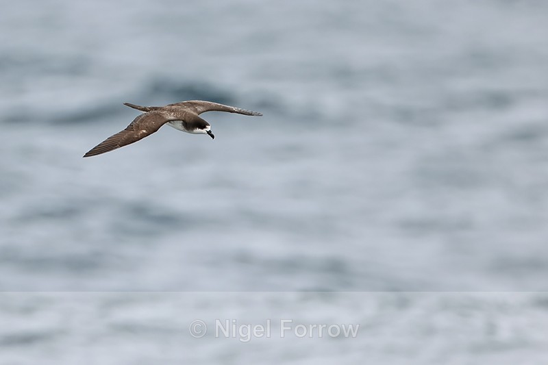 Galapagos Petrel in flight, Floreana, Galapagos - Galapagos Petrel