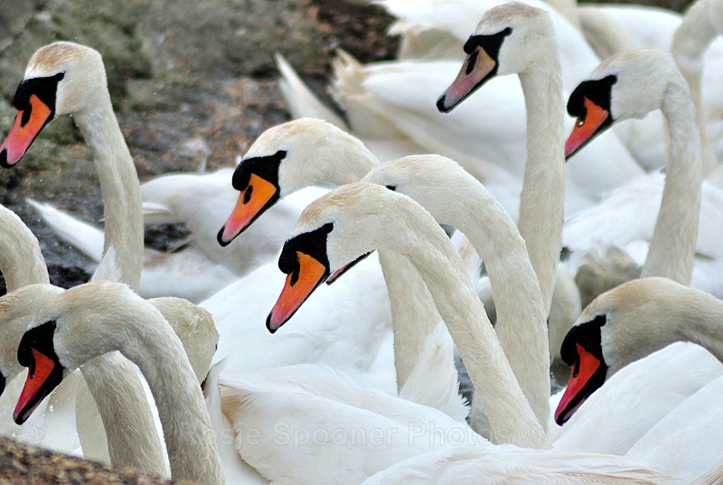  - White Swans and Cygnets