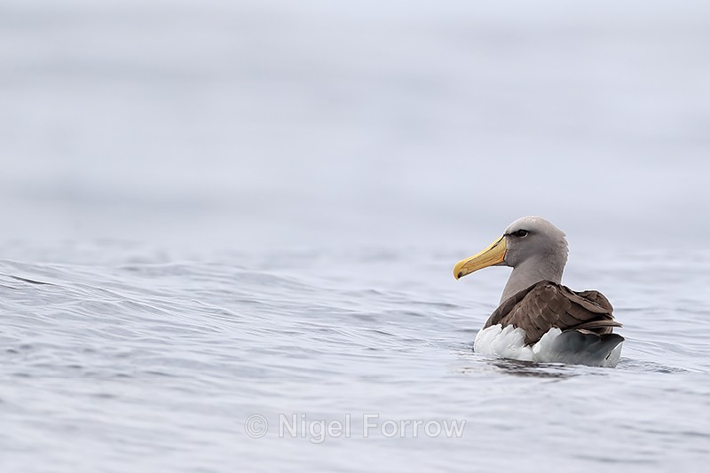 Salvin's Albatross (adult) swimming, Chile - Salvin's Albatross