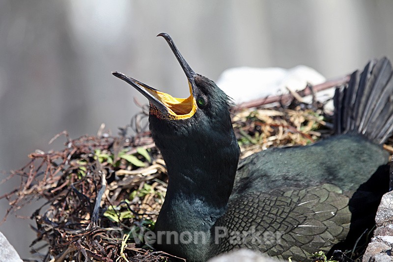 Shag - Wild Birds