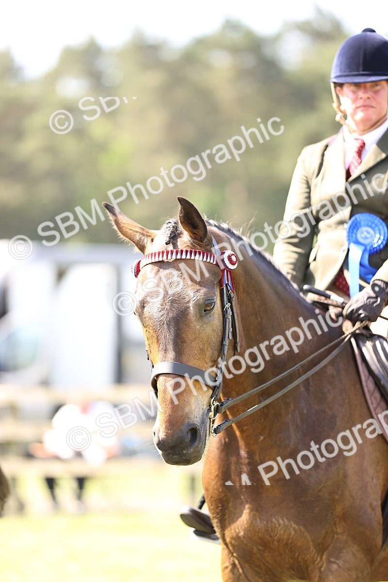 SBM_13047 - Class 75-76 LIHS BSHA Rising Star Hack Riding Horse
