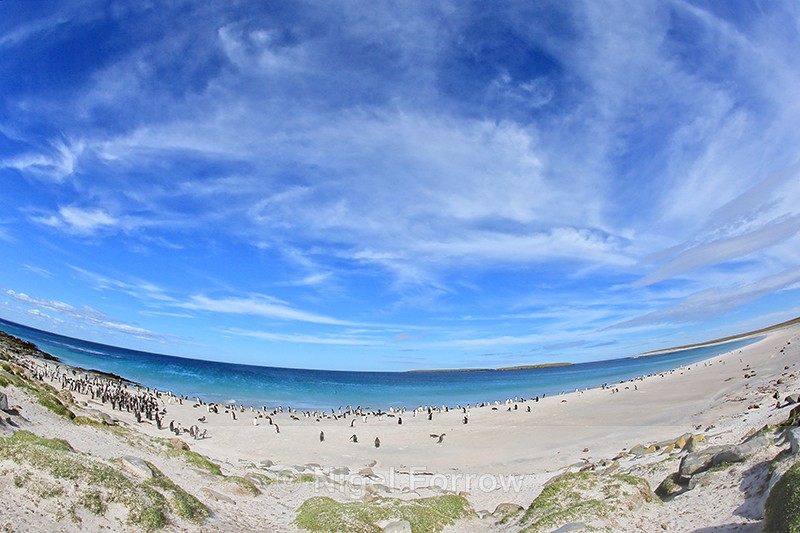 Sandy Bay, Bleaker Island, The Falkland Islands - Falkland Islands