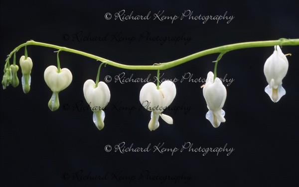 Dicentra Spectabilis Alba - Fine Art
