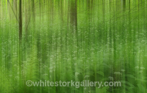  - Light In The Forest