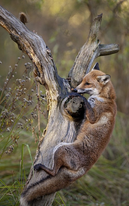 RED FOX 30 - THE RED FOX PORTFOLIO No 1