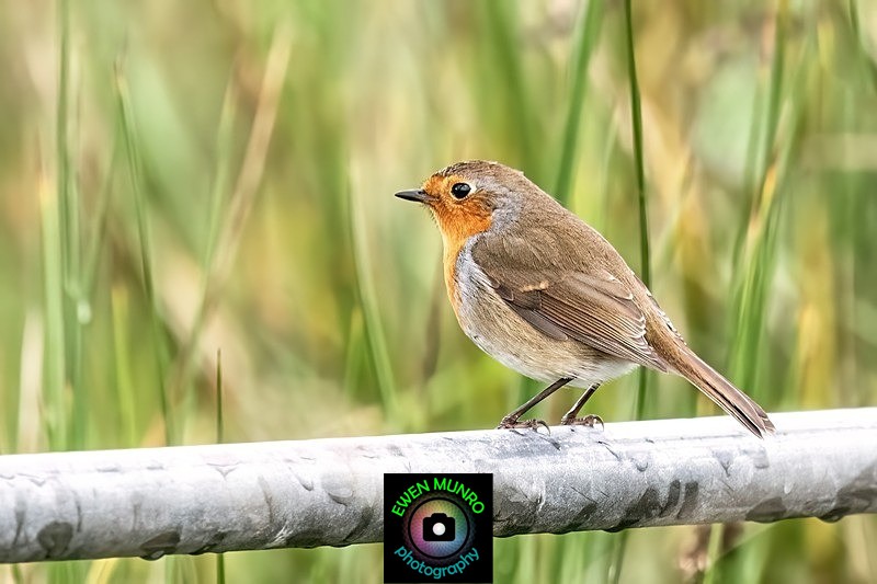 BBG-02-Ganavan Robin, Oban, Argyll - Countryside & Garden Birds