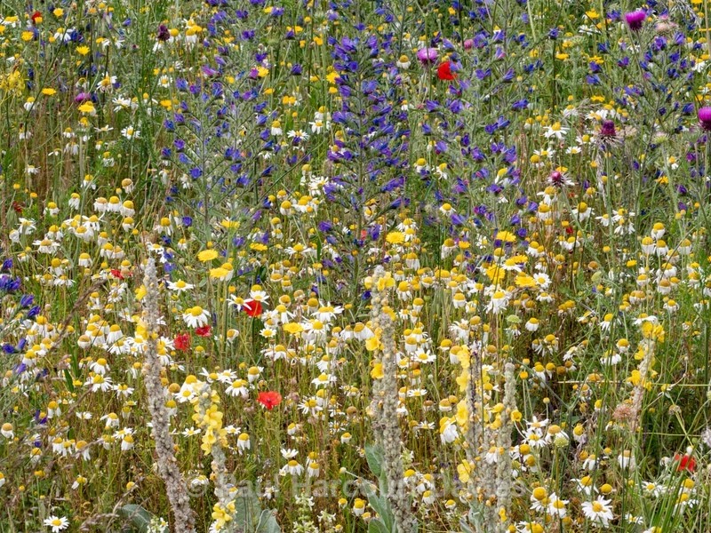 Flowering meadows above Santa Stefano di Sessanio - Flowers in the Landscape - 2
