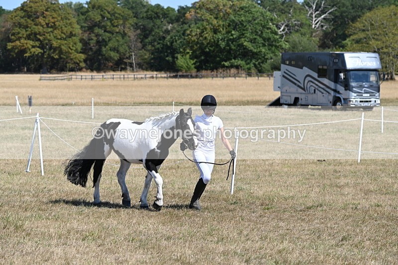 WJ6_8590 - Class 37b Best Loan Pony In-hand