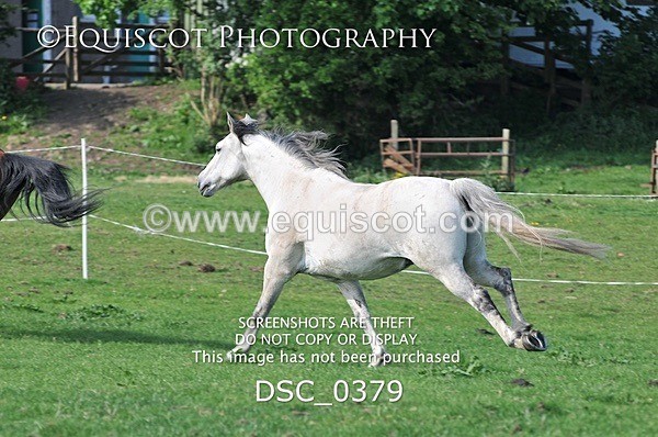 DSC_0379 - ARCHIVE REQUEST - Quincy and Guinness