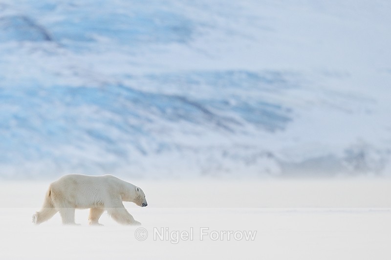 Male Polar Bear walking, Svalbard, Norway - Polar Bear