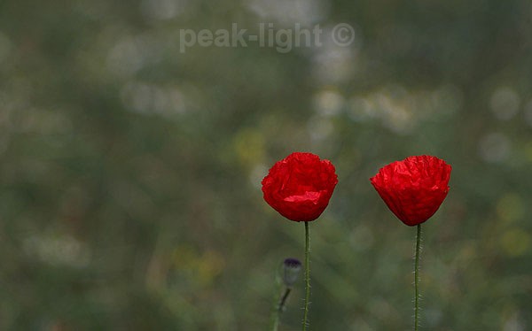 Poppies - Lucky Dip