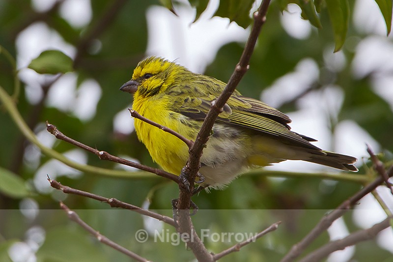 White-bellied Canary perched on a branch - White-bellied Canary