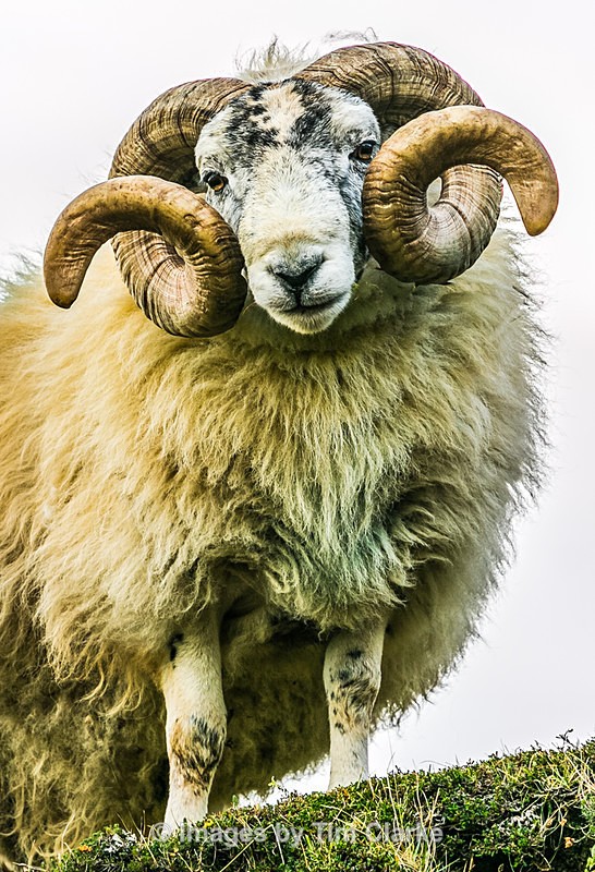 Swaledale Ram 8802422 - Wildlife