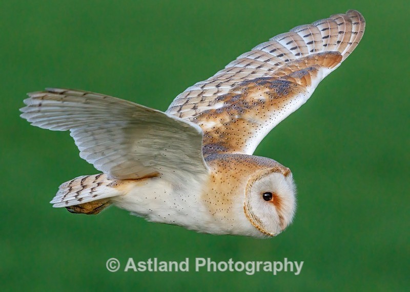 Astland Photography, Bird and Wildlife Images, Susan and Peter Wilson, U.K.
