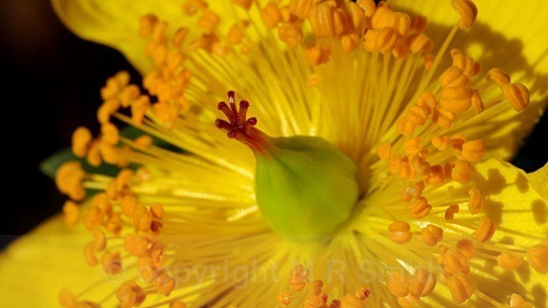 Hypericum Rosette - MACRO & CLOSE UPS
