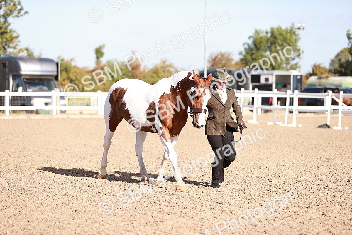 SBM_22027 - Class 702 - IH Show Horse-Pony