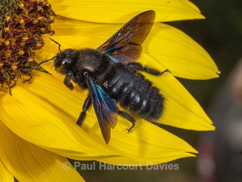 Violet Carpenter Bee (Xylocopa violacea) - Insects & Spiders & other animals 2021
