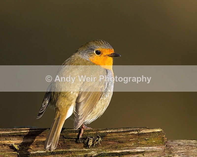 20121110-_MG_1288 - Robin
