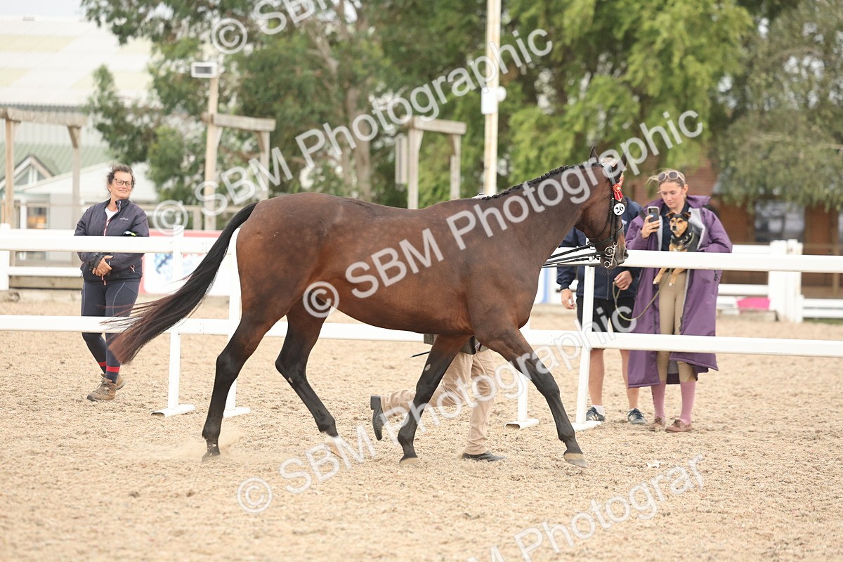 SBM_19799 - Class 318 - IH Part Bred Horse-Pony