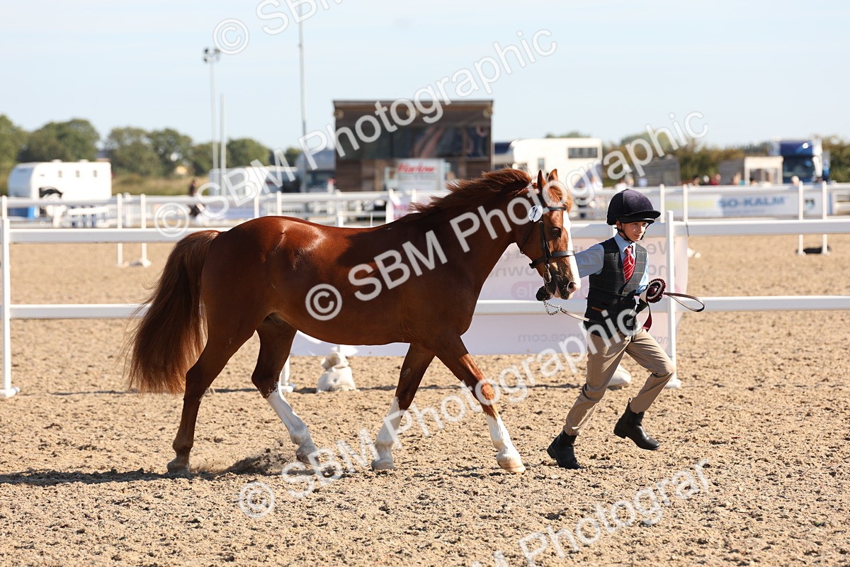 SBM_11710 - Class 203 - Young Handler 11 to 16 years