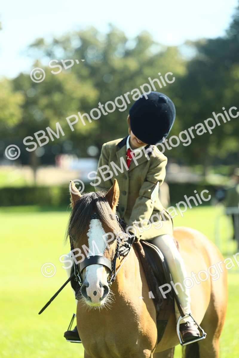 SBM_39061 - S29 - Novice & Newcomers Working Hunter Pony