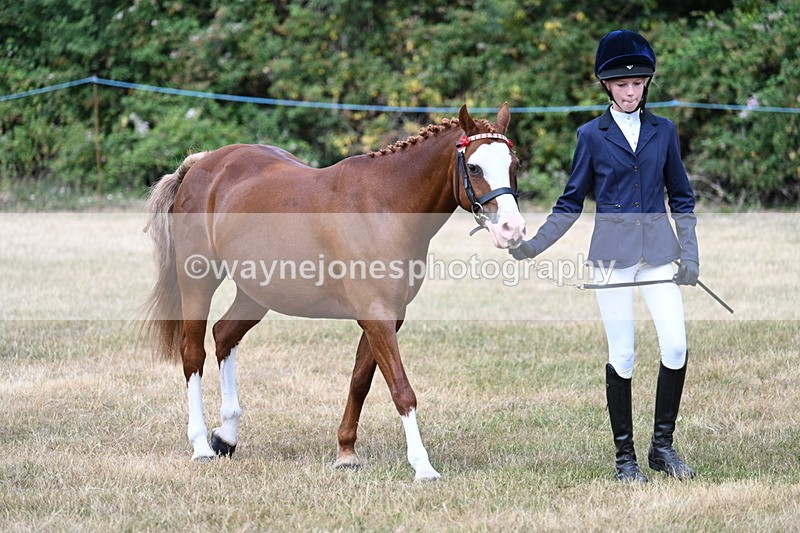 WJ7_1559 - Class 4 Prettiest Mare up to 14.2hh in hand