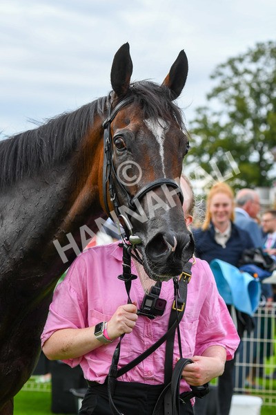 240823-Race 3-Ropey Guest-0439 - Race 3 3.00pm Clipper Handicap