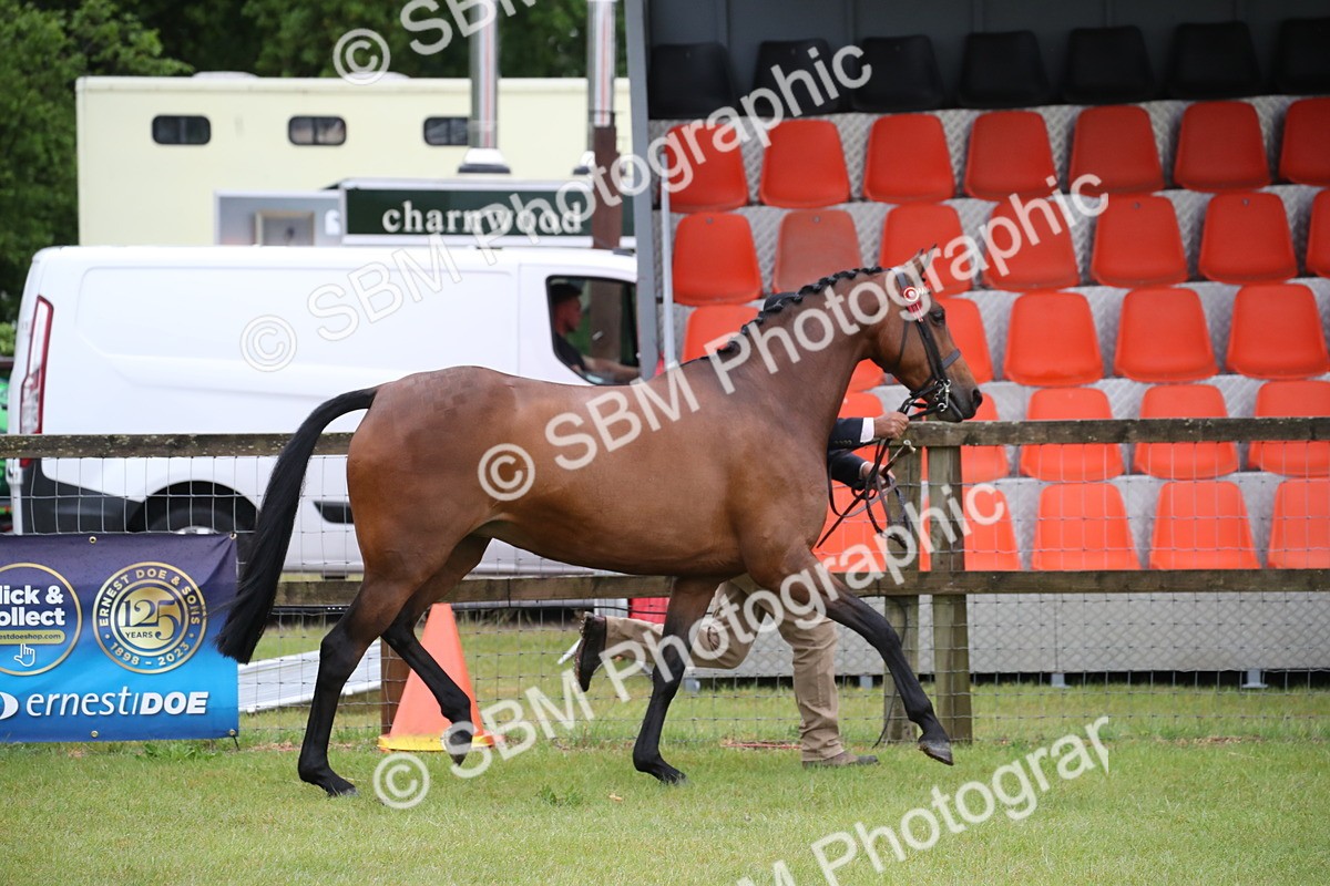 SBM_00134 - Class 17-20 - Arab & Part Bred - Anglo Arab In Hand