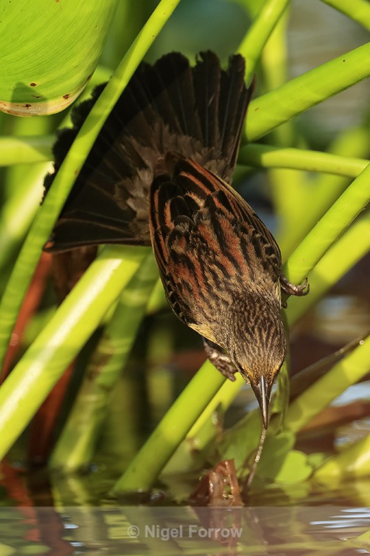 Unicolored Blackbird (female) reaching down to water, Brazil - Unicolored Blackbird