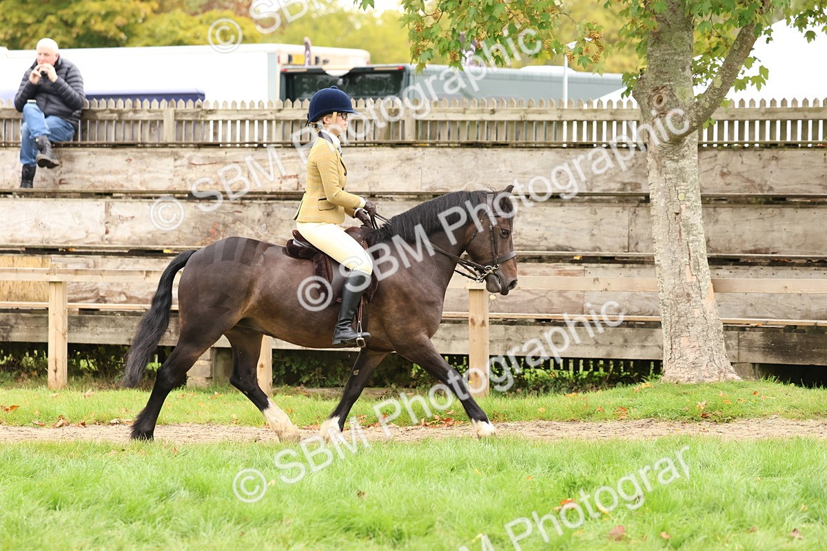 SBM_59892 - S36 - Rehabiliated Rescue Horse & Pony In Hand & Ridden