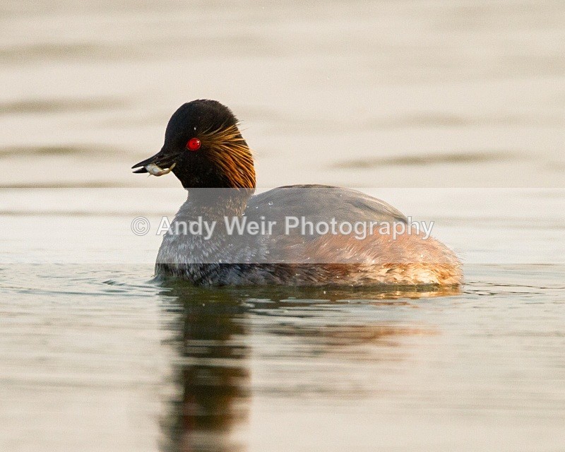 20110419-IMG_4421 - Black-necked Grebe