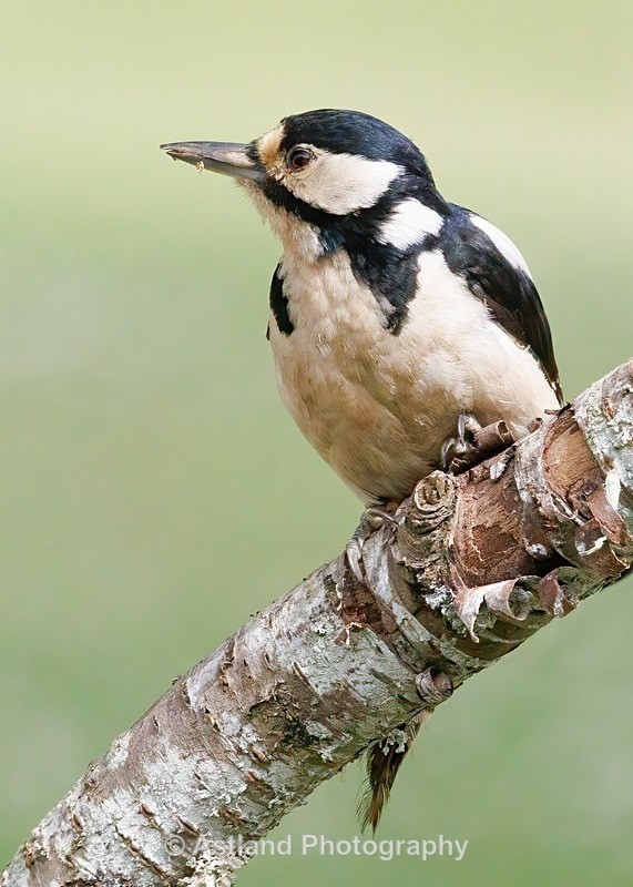 Great Spotted Woodpecker - Latest Images
