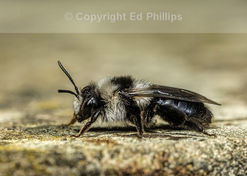Andrena cineraria (f)