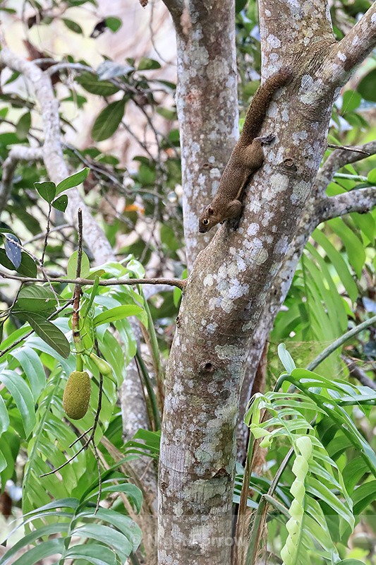 Plantain Squirrel, Stranded Villas, Ubud, Bali - Squirrel
