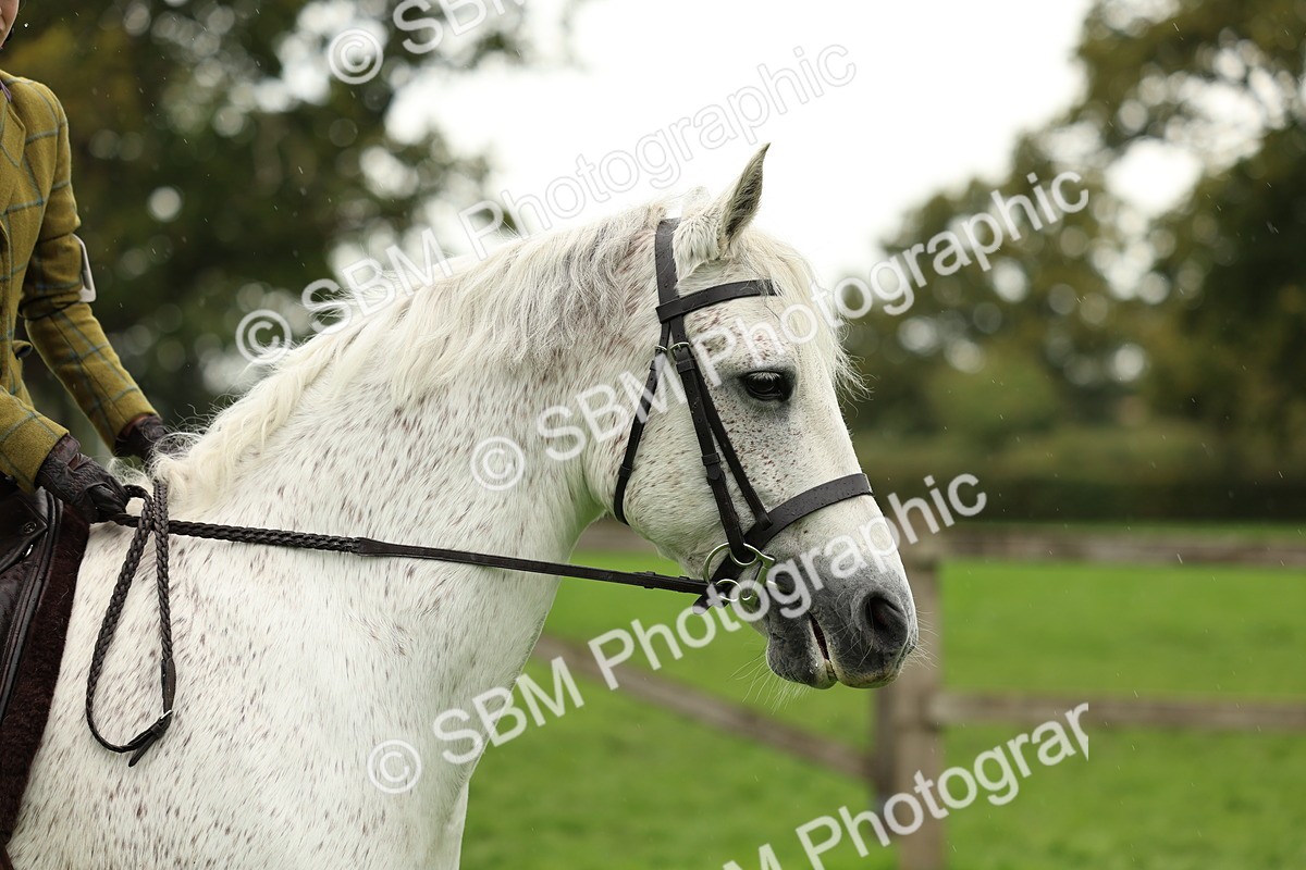 1I0A1452 - S32 - Mountain & Moorland Working Hunter Pony