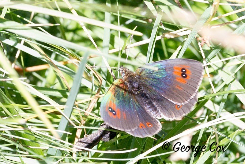 ringlet pyrenees