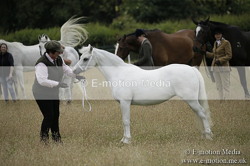 B230619-0534 - Bourne Valley Riding Club Summer Show 23/06/19