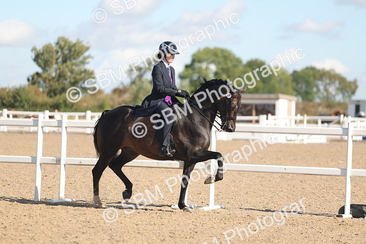 SBM_13007 - Class 305 - Ridden Foreign Breed Pure Bred