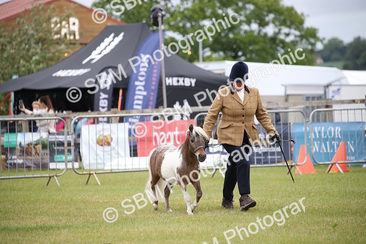 SBM_03735 - Class 23-25 - British Miniature Horse of the Year