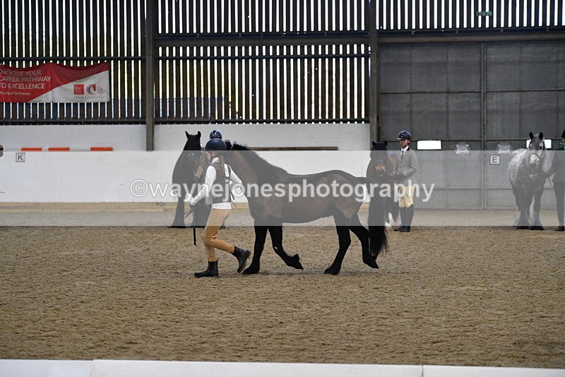 WJ5_4205 - Class 6 In hand M&M - Large Breeds