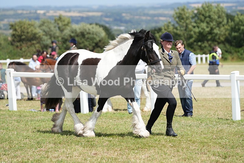 DSC07129 - Class 61: Coloured Horse 4yrs & Over