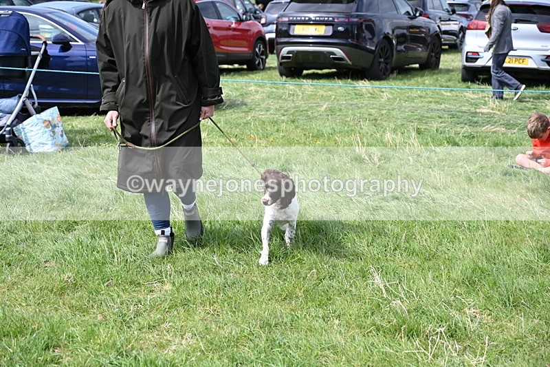 WJ6_8994 - Class 8 Best Working / Gun Dog or Bitch