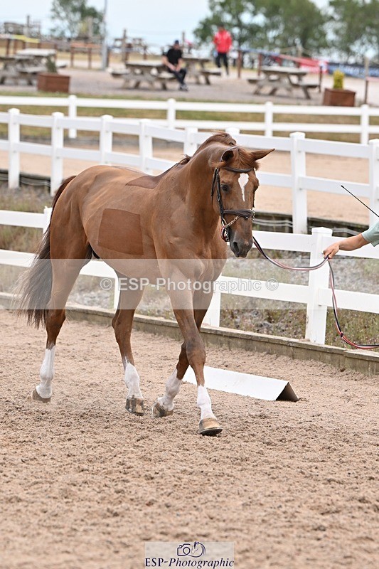 250716-143351-01201 - Trot Up 2.30 to 3.30